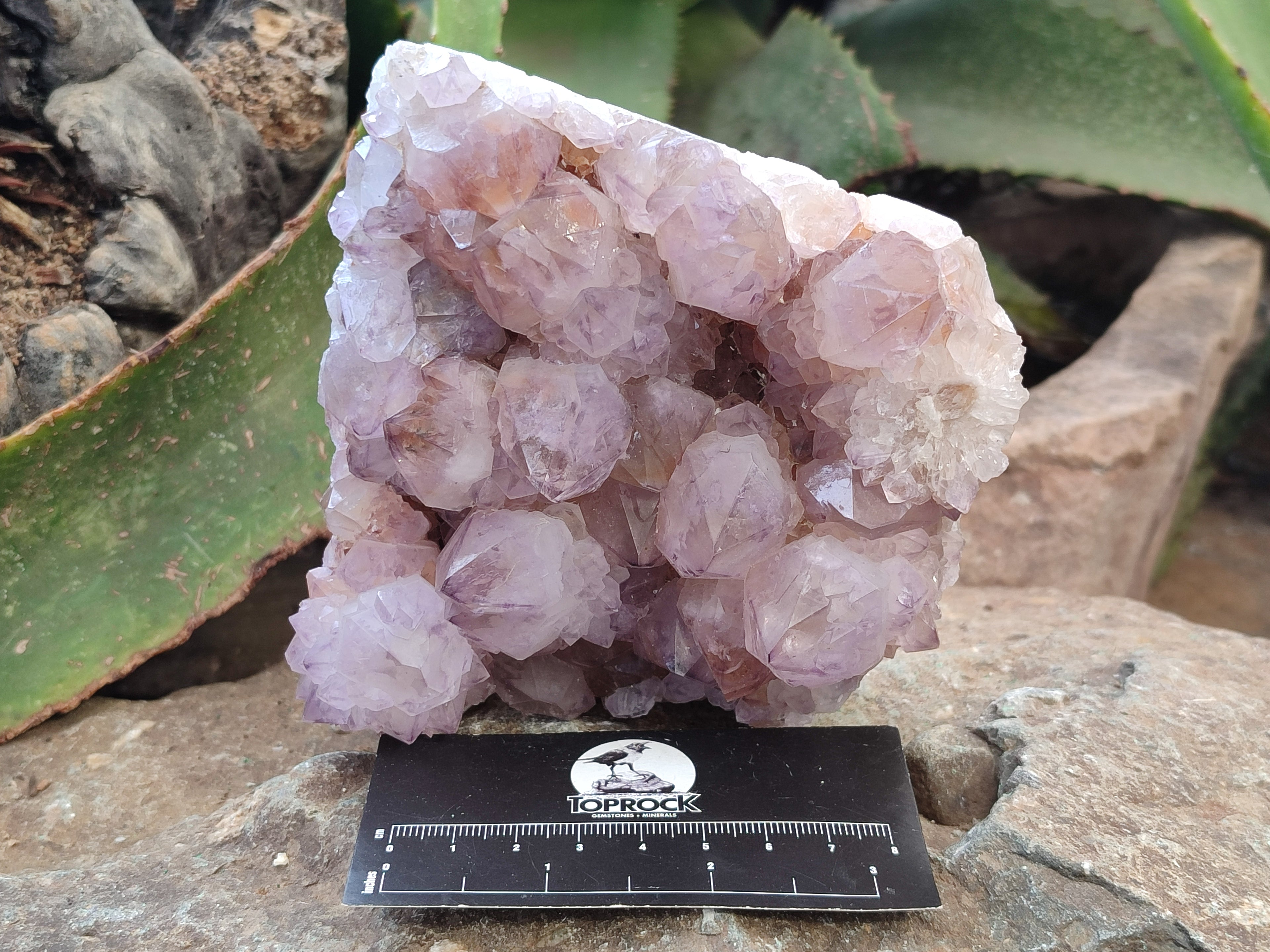 Natural Dark Ametrine Cactus Spirit Quartz Clusters x 2 From South Africa - Toprock Gemstones and Minerals 