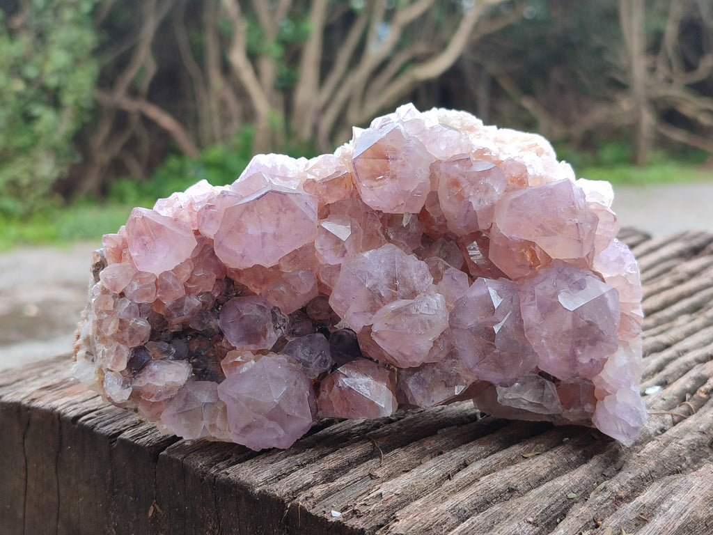 Natural Dark Ametrine Cactus Spirit Quartz Clusters x 2 From South Africa - Toprock Gemstones and Minerals 