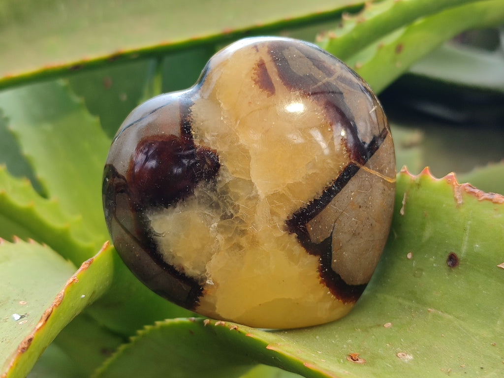 Polished Septerye Hearts x 6 From Mahajanga, Madagascar - Toprock Gemstones and Minerals 