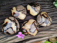 Polished Septerye Hearts x 6 From Mahajanga, Madagascar