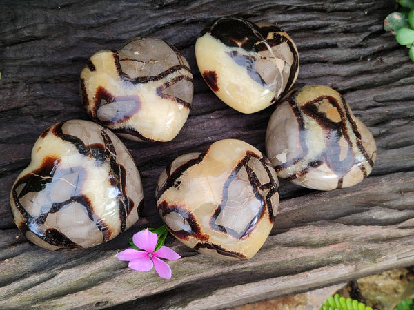 Polished Septerye Hearts x 6 From Mahajanga, Madagascar