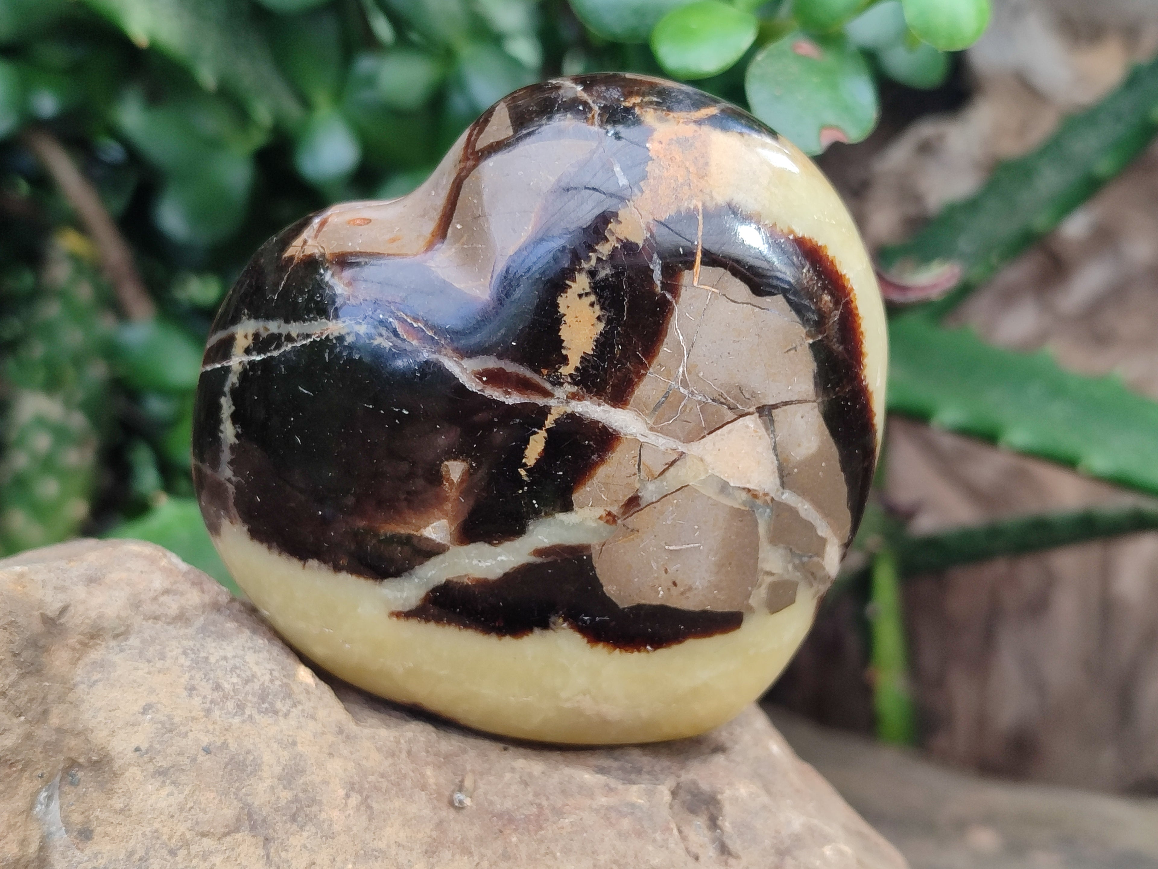 Polished Septerye Hearts x 6 From Mahajanga, Madagascar - Toprock Gemstones and Minerals 