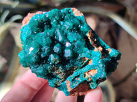 Natural Dioptase on Dolomite Matrix Specimens x 4 From Likasi, Congo