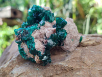 Natural Dioptase on Dolomite Matrix Specimens x 4 From Likasi, Congo