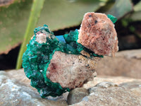 Natural Dioptase on Dolomite Matrix Specimens x 4 From Likasi, Congo