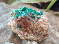 Natural Dioptase on Dolomite Matrix Specimens x 4 From Likasi, Congo