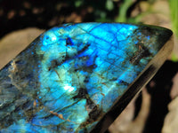 Polished Labradorite Standing Free Forms x 2 From Tulear, Madagascar