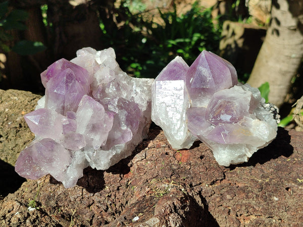 Natural Jacaranda Amethyst Quartz Clusters x 2 From Mumbwa, Zambia