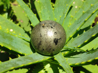 Polished Rare Pharaoh Stone Pyrite in Basalt Spheres x 6 Iron Duke Mine, Zimbabwe