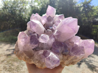 Natural Large Jacaranda Amethyst Quartz Clusters x 1 From Mumbwa, Zambia