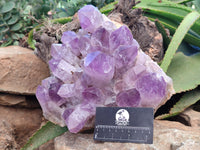 Natural Large Jacaranda Amethyst Quartz Clusters x 1 From Mumbwa, Zambia