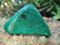 Polished Flower Banded Malachite Free Forms x 6 From Congo