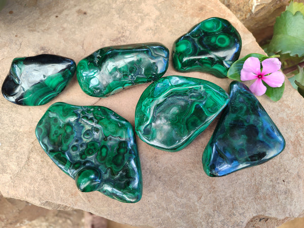 Polished Flower Banded Malachite Free Forms x 6 From Congo