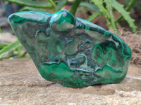 Polished Flower Banded Malachite Free Forms x 6 From Congo