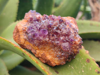 Natural Mixed Spirit Quartz and Amethystos Clusters x 9 From, South Africa