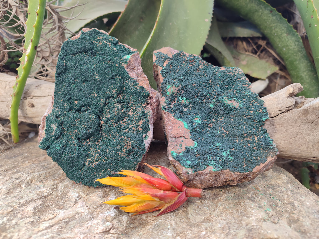 Natural Crystalline Botryoidal Malachite Specimens x 2 From Tenke Fungurume, Congo - Toprock Gemstones and Minerals 