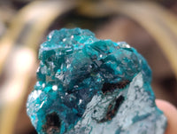 Natural Dioptase with Malachite and Chrysocolla On Dolomite Specimens x 6 From Likasi, Congo