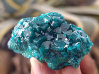 Natural Dioptase with Malachite and Chrysocolla On Dolomite Specimens x 6 From Likasi, Congo