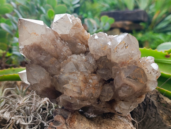 Natural Smokey Phantom Quartz Clusters x 2 From Luena, Congo