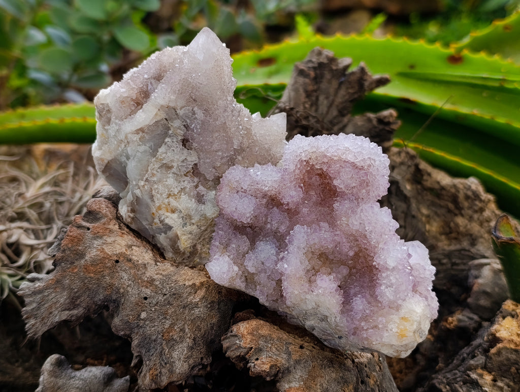 Natural Amethyst Spirit Quartz Clusters x 6 From Boekenhouthoek, South Africa - Toprock Gemstones and Minerals 