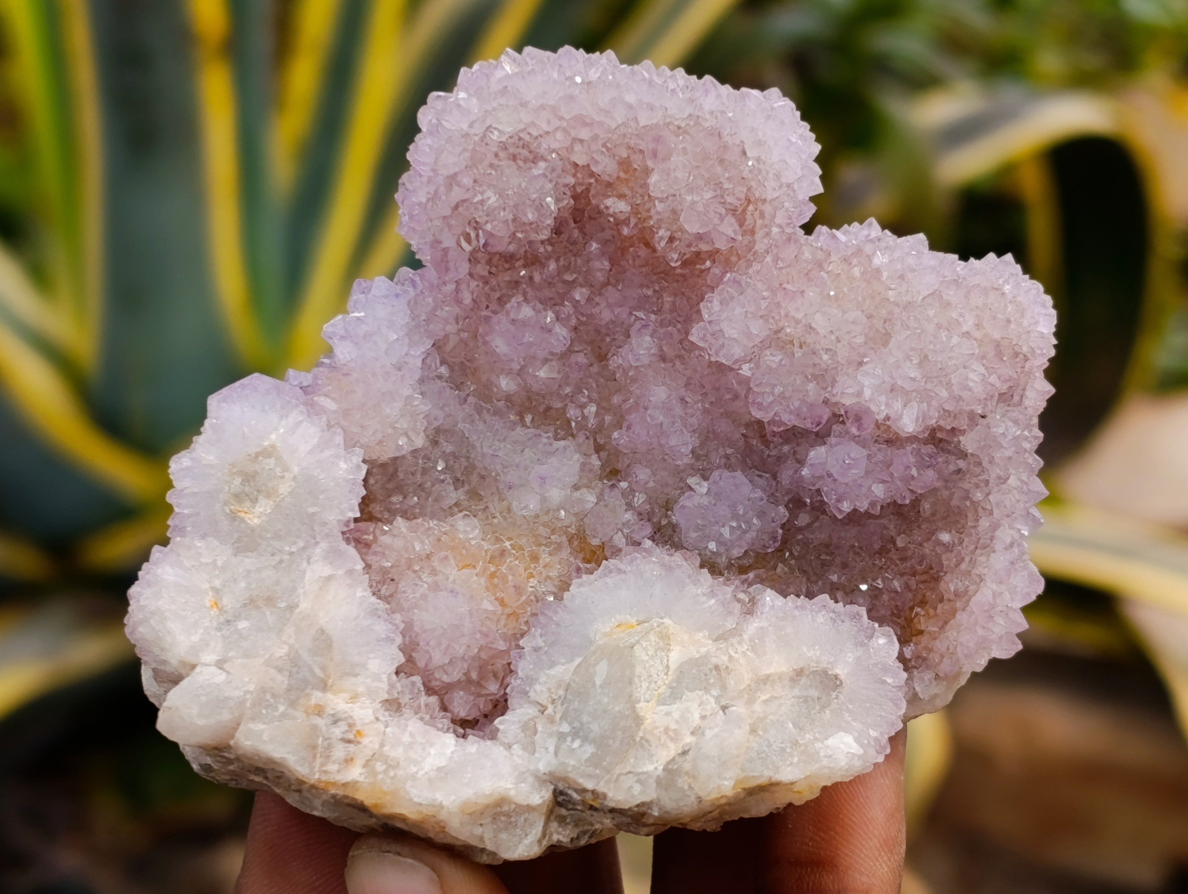 Natural Amethyst Spirit Quartz Clusters x 6 From Boekenhouthoek, South Africa - Toprock Gemstones and Minerals 