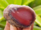 Polished On One Side Red Sashe River Agate Nodules x 24 From Zimbabwe - Toprock Gemstones and Minerals 