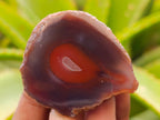 Polished On One Side Red Sashe River Agate Nodules x 24 From Zimbabwe - Toprock Gemstones and Minerals 