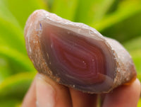 Polished On One Side Red Sashe River Agate Nodules x 24 From Zimbabwe - Toprock Gemstones and Minerals 