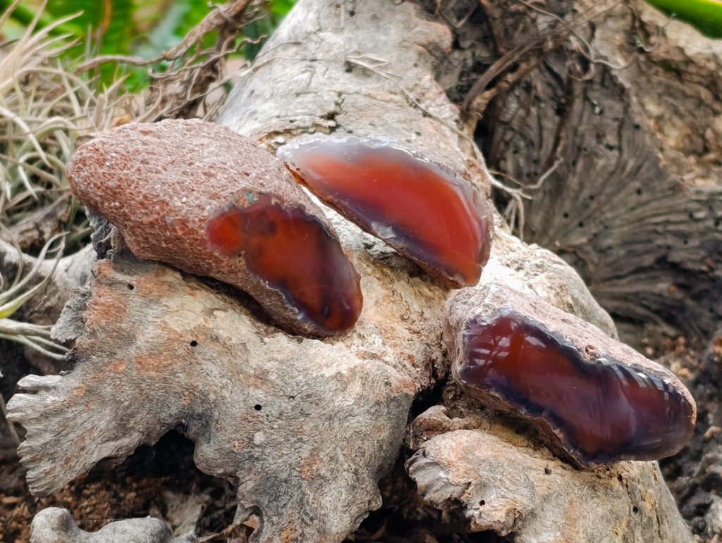 Polished On One Side Red Sashe River Agate Nodules x 24 From Zimbabwe - Toprock Gemstones and Minerals 