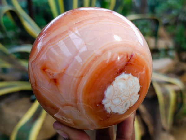 Polished Carnelian Agate Spheres x 2 From Madagascar