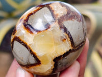 Polished Mix Of Selected Palm Stones x 20 From Madagascar