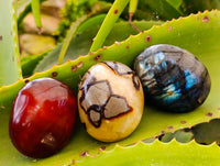 Polished Mix Of Selected Palm Stones x 20 From Madagascar
