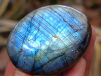 Polished Mix Of Selected Palm Stones x 20 From Madagascar