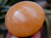 Polished Mix Of Selected Palm Stones x 20 From Madagascar