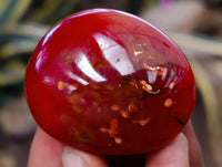 Polished Mix Of Selected Palm Stones x 20 From Madagascar
