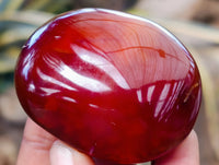 Polished Mix Of Selected Palm Stones x 20 From Madagascar