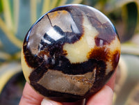 Polished Mix Of Selected Palm Stones x 20 From Madagascar