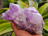 Natural Jacaranda Amethyst Quartz Clusters x 2 From Mumbwa, Zambia - Toprock Gemstones and Minerals 