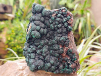 Natural Botryoidal Ball Malachite On Dolomite Matrix Specimen x 1 From Kambove, Congo