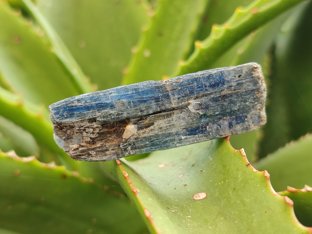 Natural Kyanite Crystals x 2.02 Kg Lot From Karoi, Zimbabwe - Toprock Gemstones and Minerals 