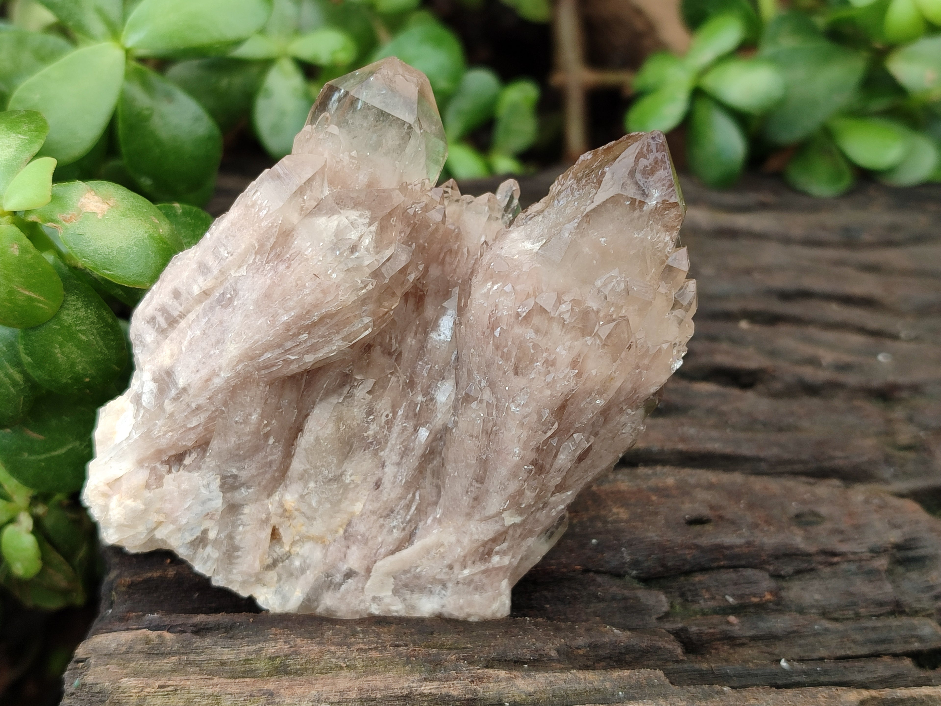 Natural Smokey Phantom Quartz Clusters x 6 From Luena, Congo - Toprock Gemstones and Minerals 