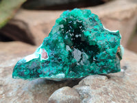 Natural Dioptase On Dolomite Specimens x 6 From Likasi, Congo