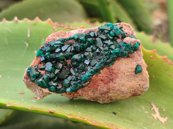 Natural Dioptase On Dolomite Specimens x 6 From Likasi, Congo