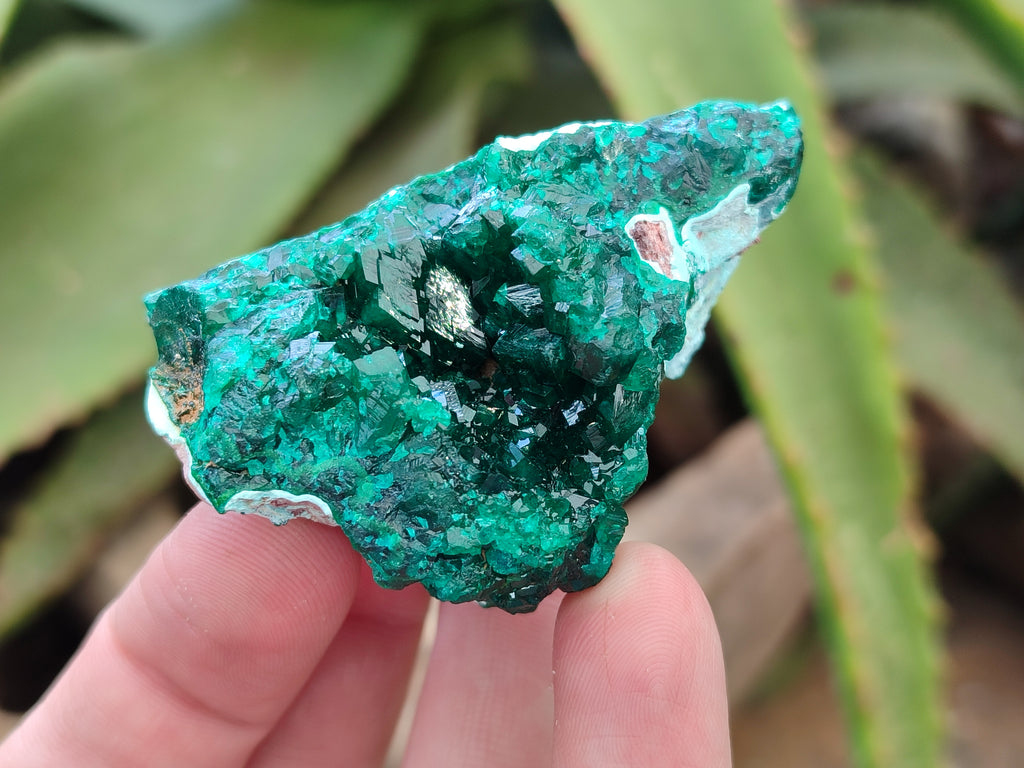 Natural Dioptase On Dolomite Specimens x 6 From Likasi, Congo - Toprock Gemstones and Minerals 