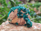 Natural Dioptase On Dolomite Specimens x 6 From Likasi, Congo - Toprock Gemstones and Minerals 