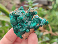 Natural Dioptase On Dolomite Specimens x 6 From Likasi, Congo