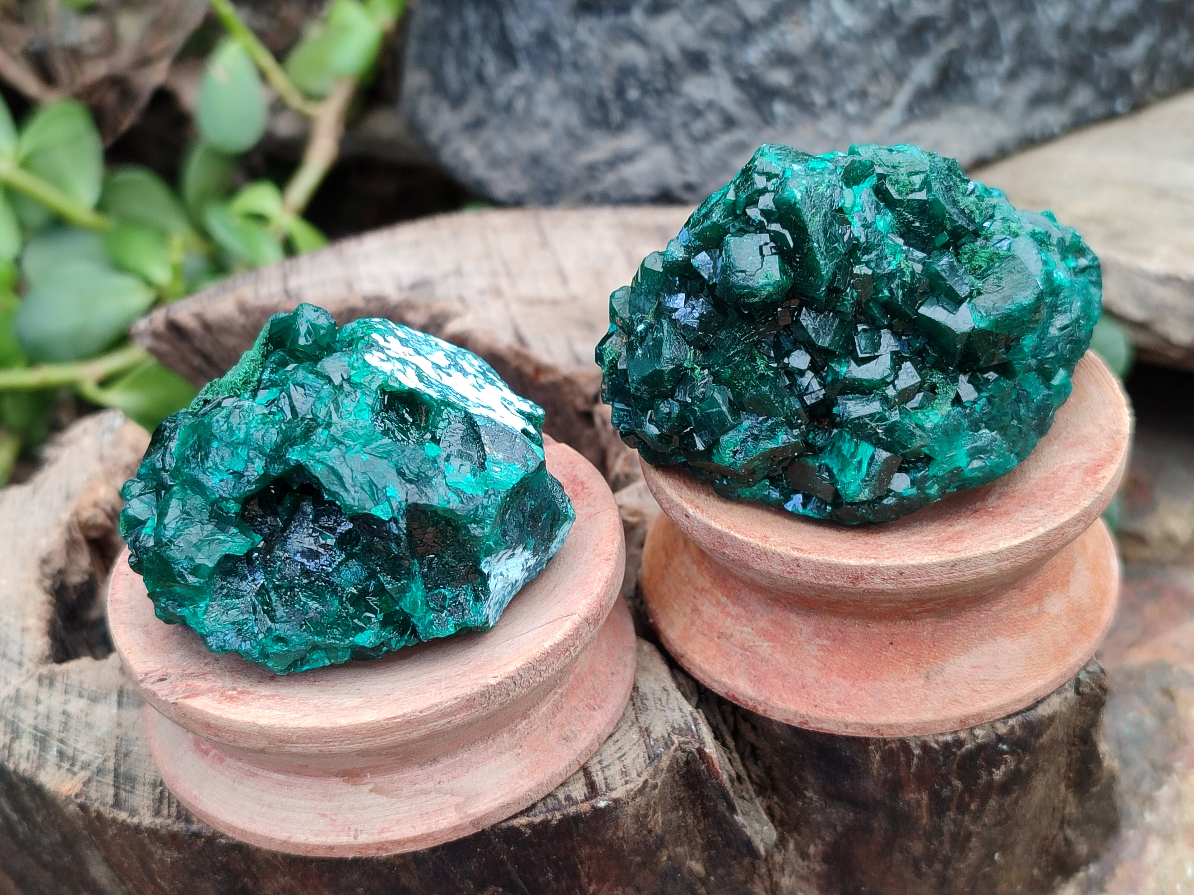 Natural Dioptase On Dolomite Specimens x 6 From Likasi, Congo - Toprock Gemstones and Minerals 