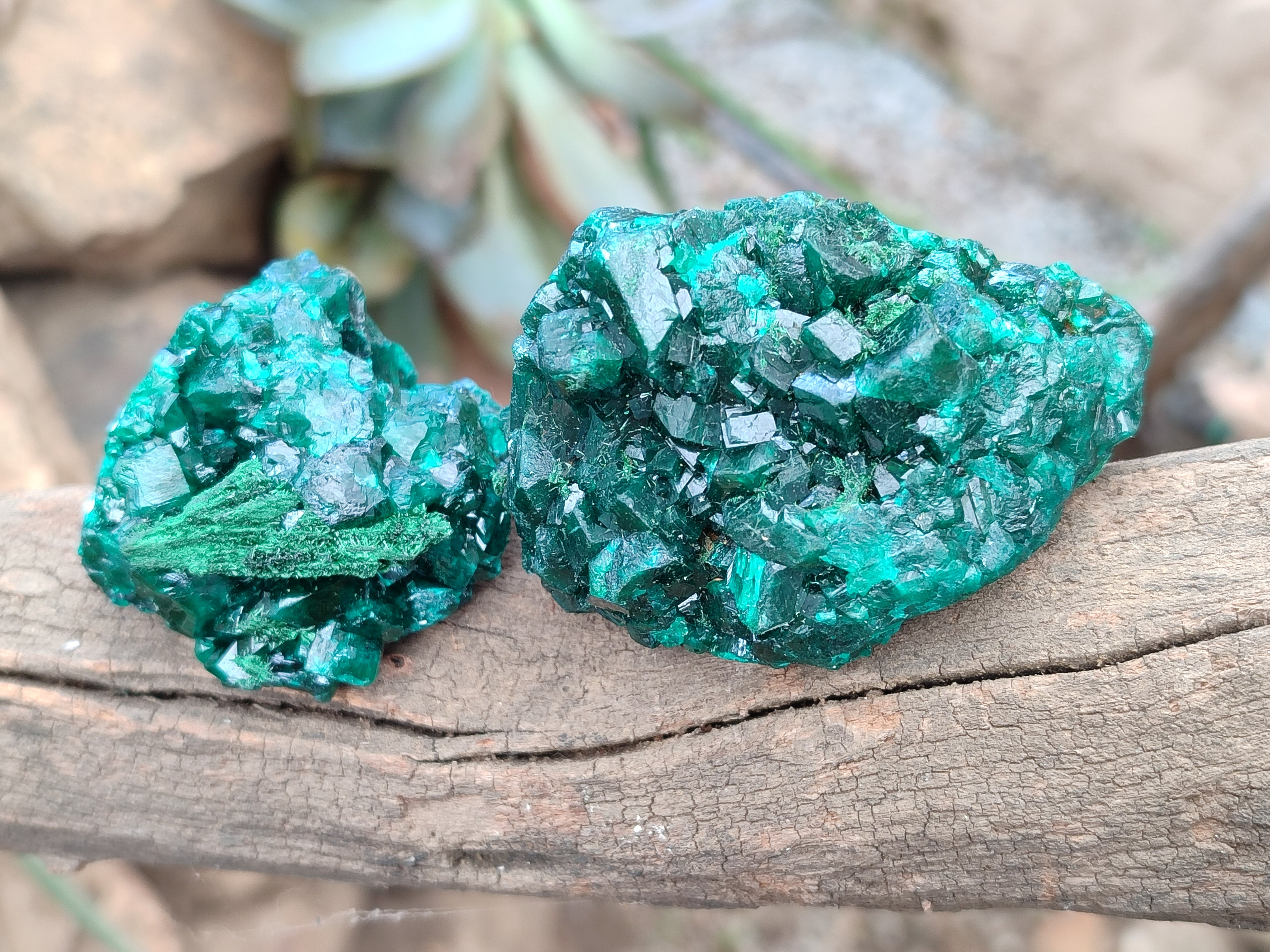 Natural Dioptase On Dolomite Specimens x 6 From Likasi, Congo - Toprock Gemstones and Minerals 