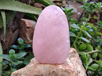 Polished Rose Quartz Standing Free Forms x 2 From Ambatondrazaka, Madagascar