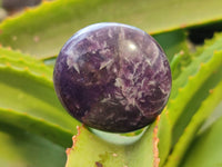 Polished Lepidolite with Pink Rubellite Tourmaline Palm Stones x 24 From Ambatondrazaka, Madagascar